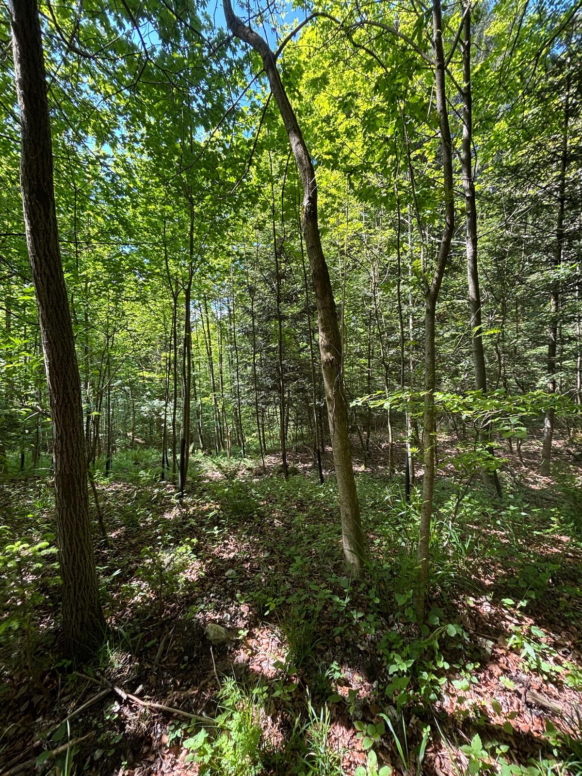 Forest Satellite View